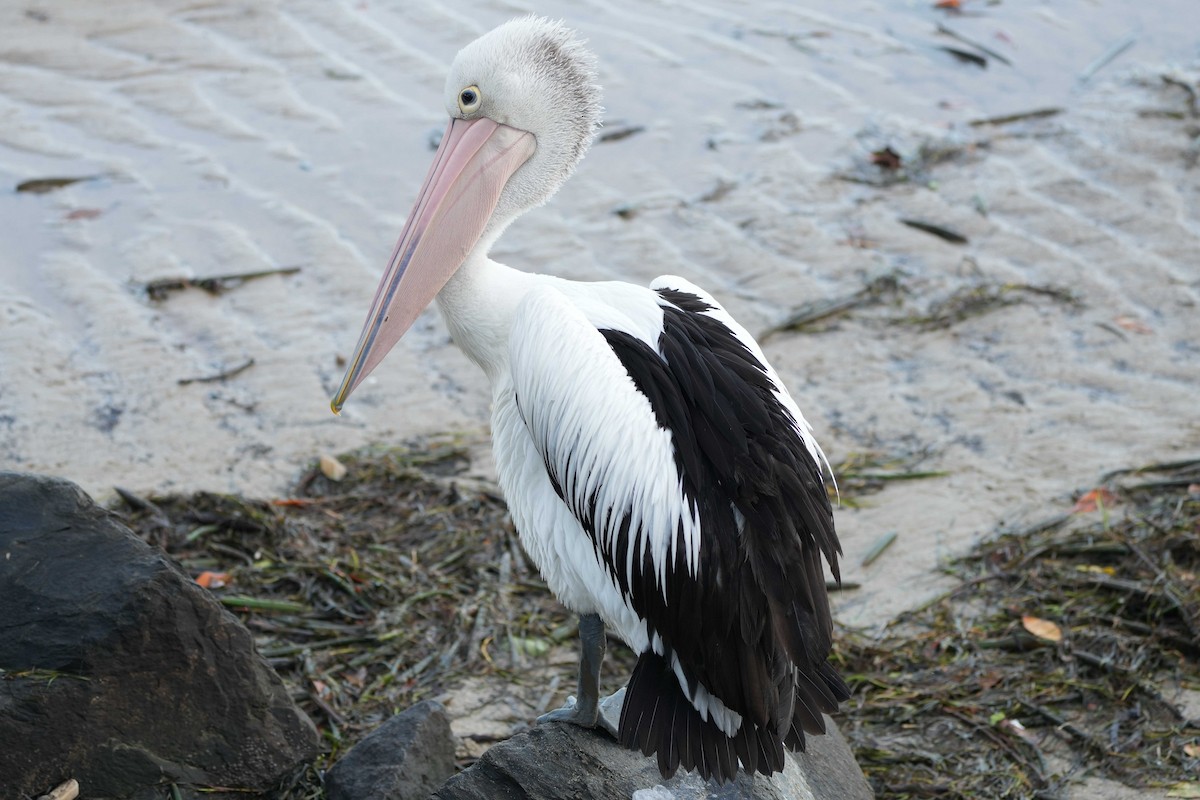 pelikán australský - ML614178976