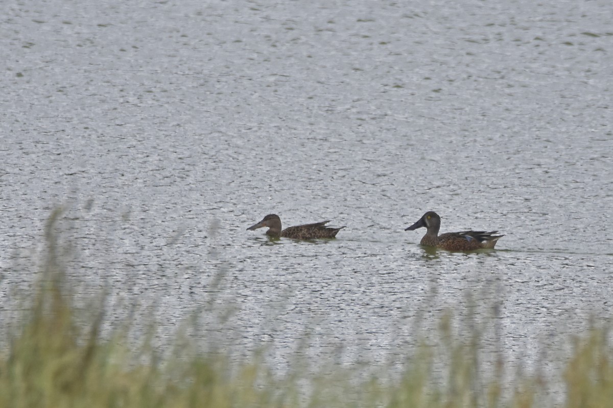 Australasian Shoveler - ML614178983