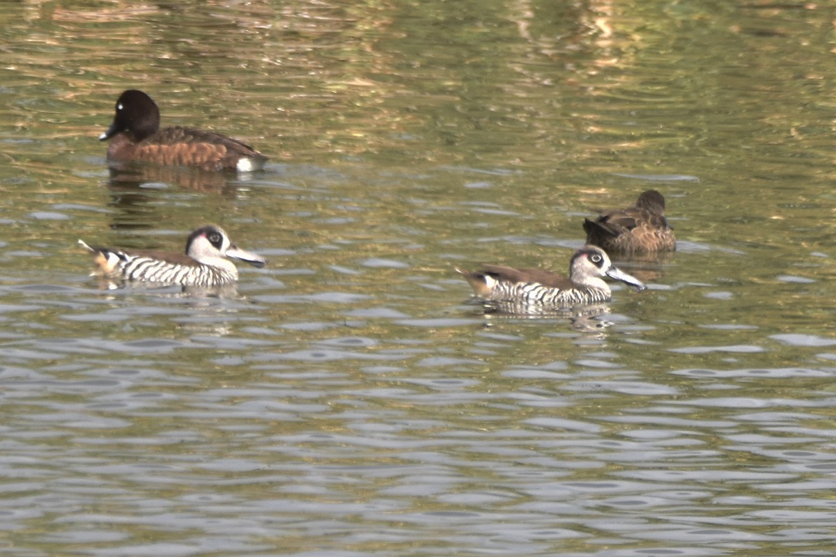 Pink-eared Duck - ML614178984