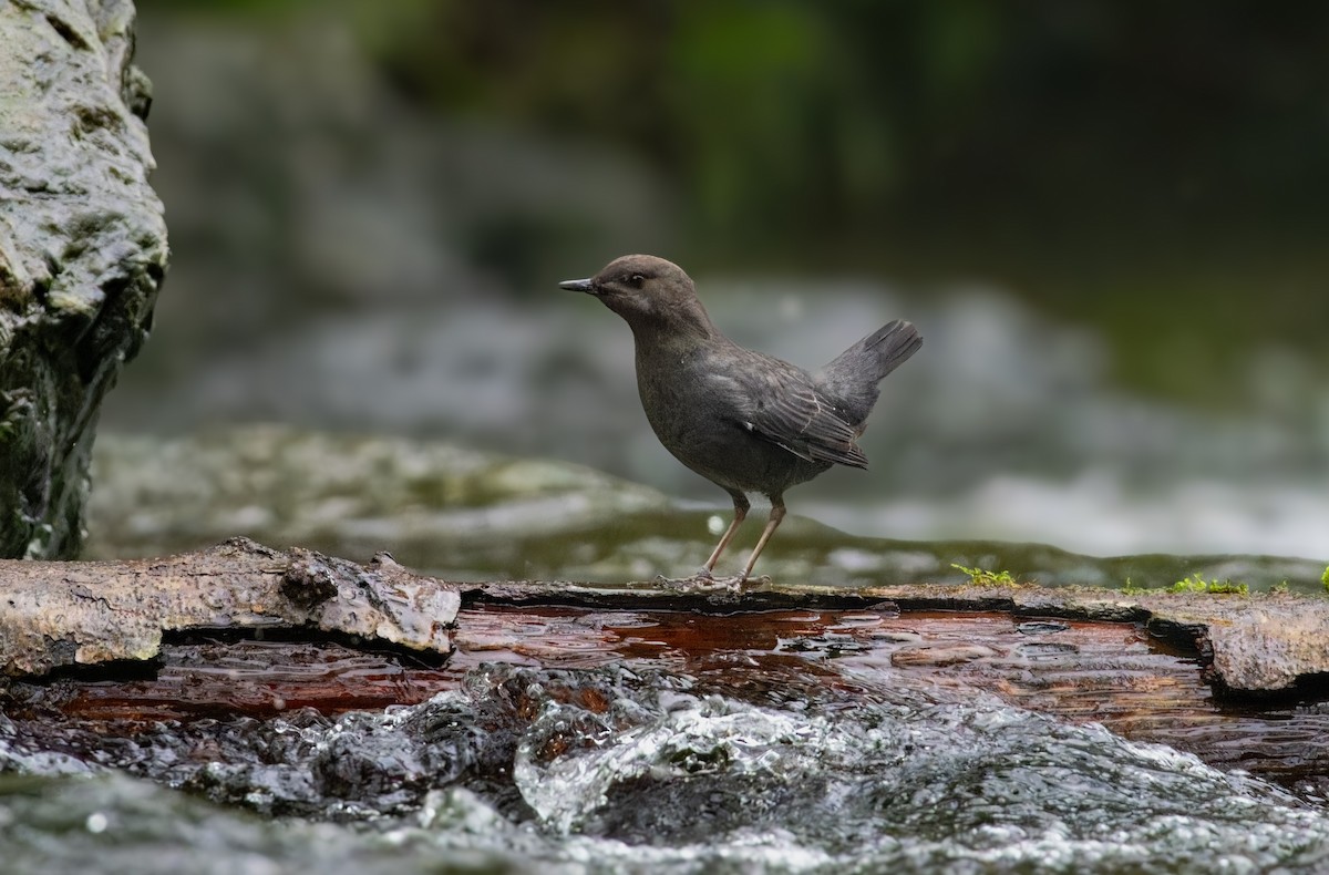 American Dipper - ML614179004