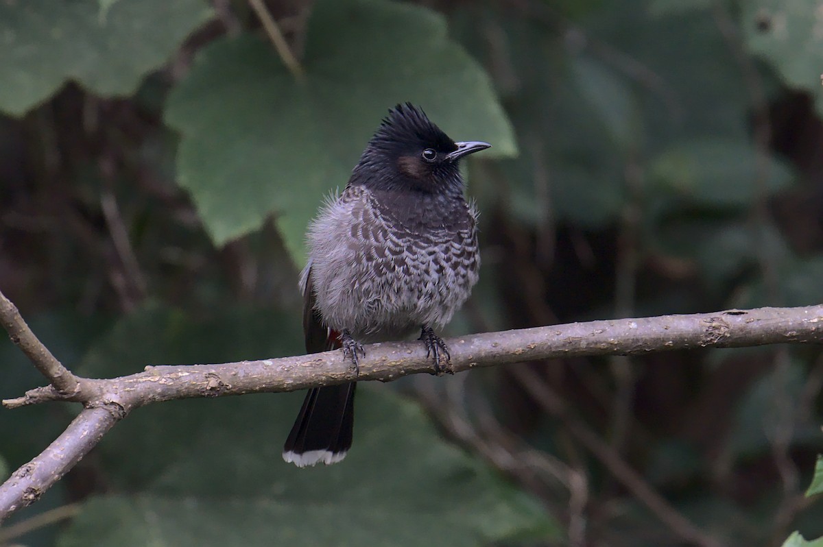 Red-vented Bulbul - ML614179062