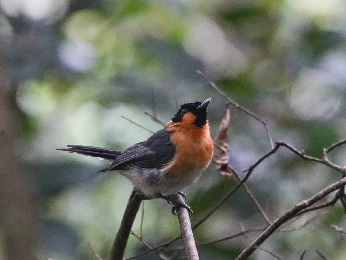 Spectacled Monarch - ML614179069