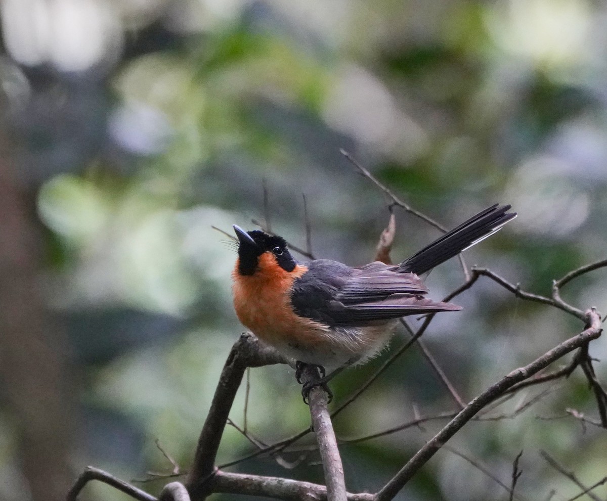 Spectacled Monarch - Ian Kerr