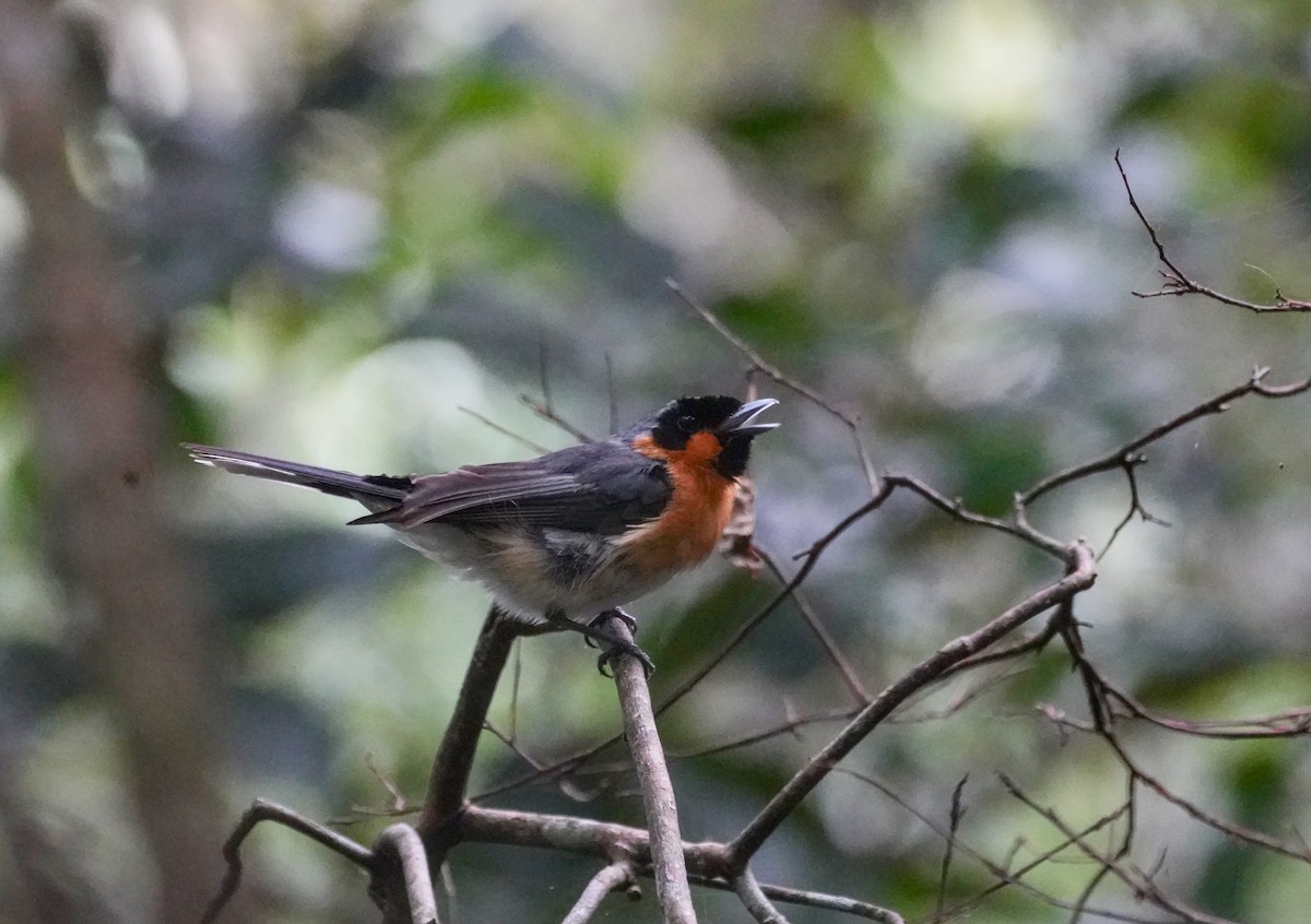 Spectacled Monarch - Ian Kerr