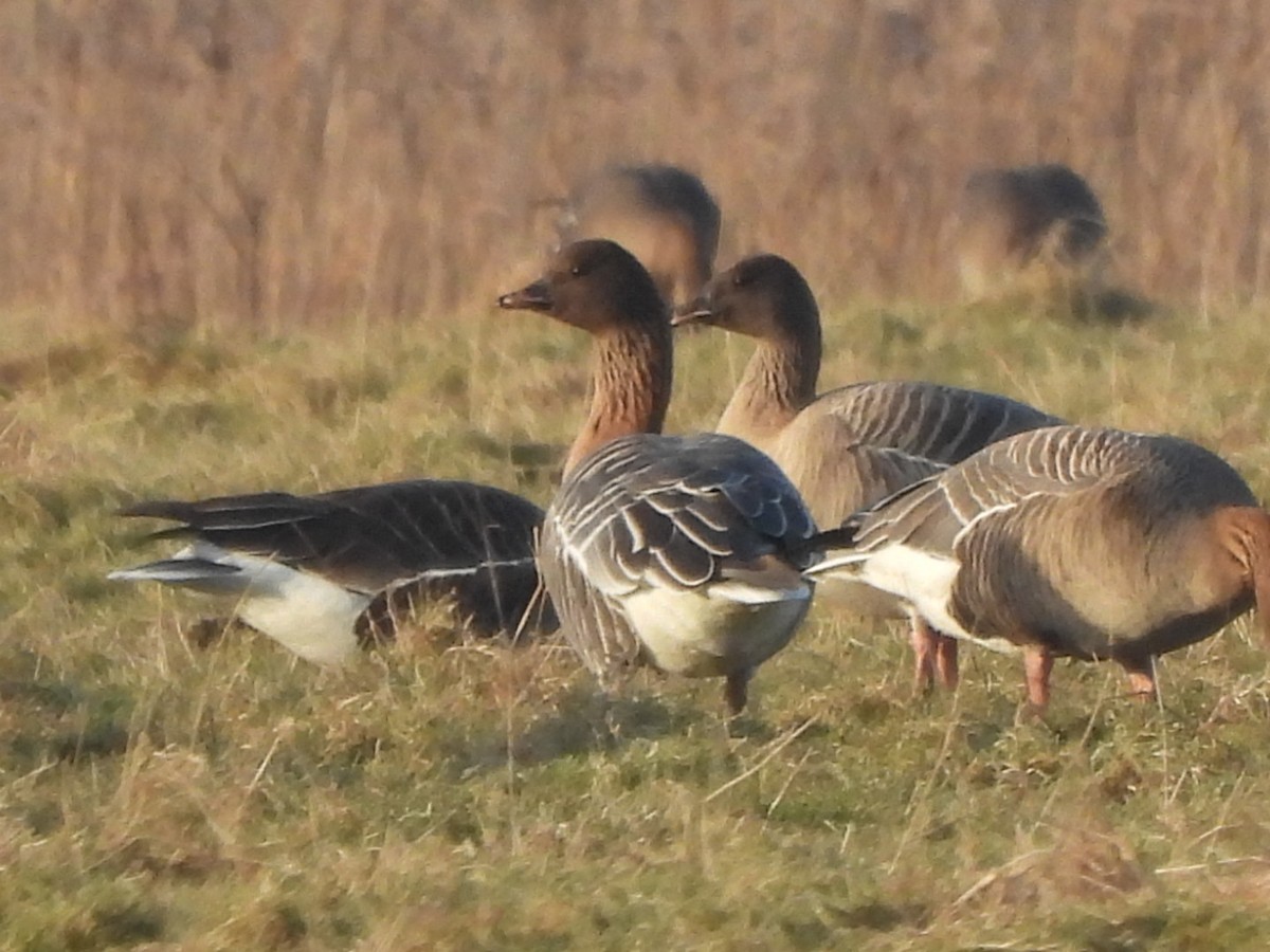 Pink-footed Goose - ML614179094