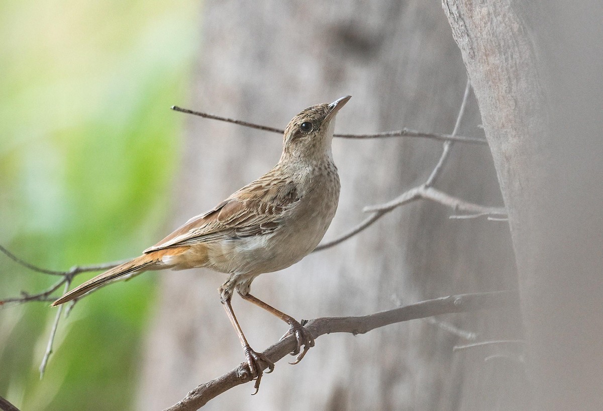 Rufous Songlark - ML614179143