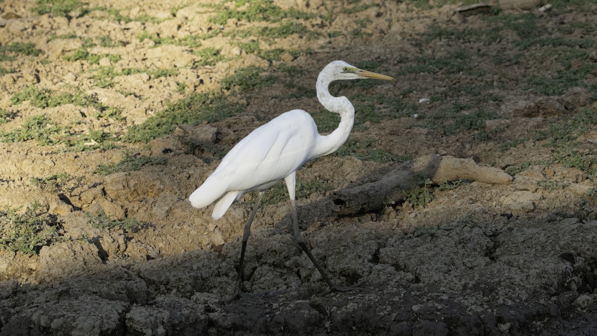 Grande Aigrette (modesta) - ML614179161