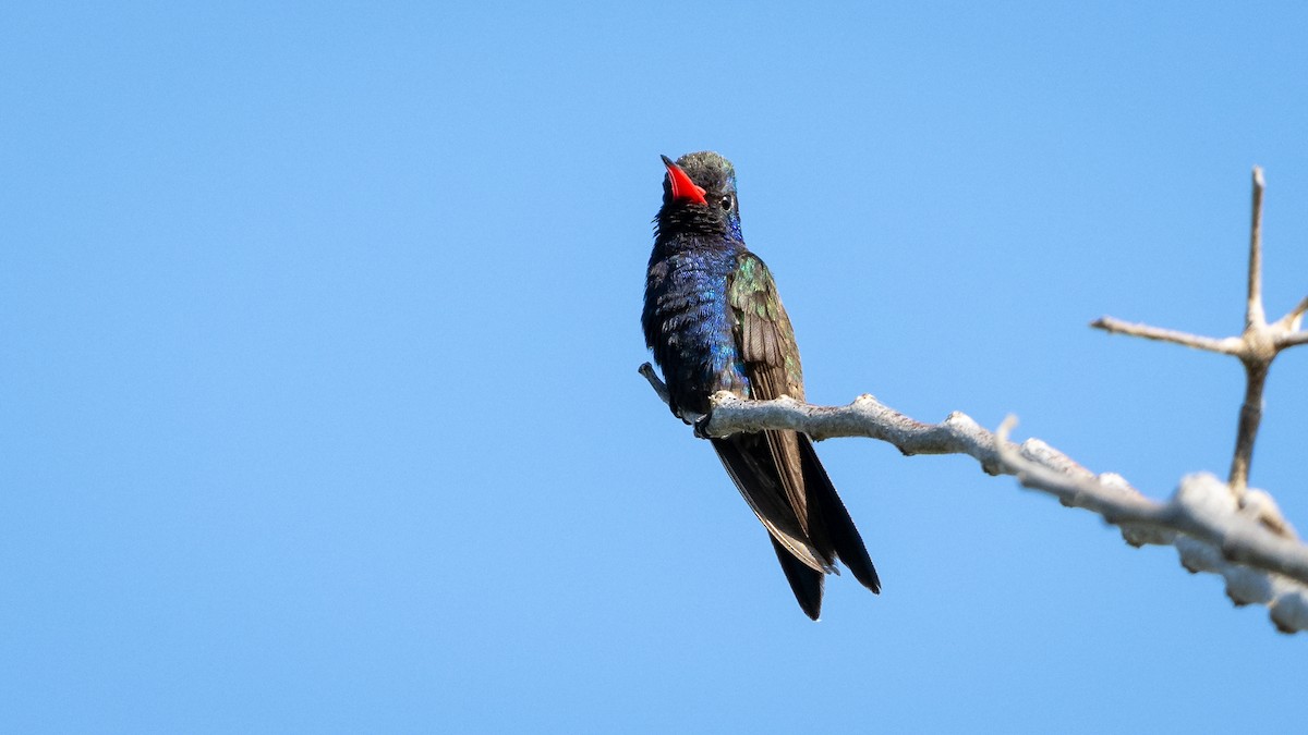 Colibrí Piquiancho de Guerrero - ML614179167