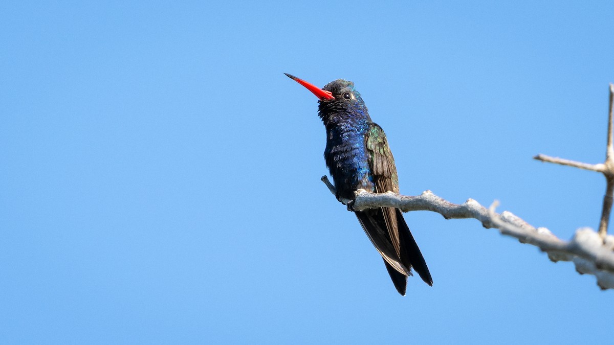 Colibrí Piquiancho de Guerrero - ML614179168