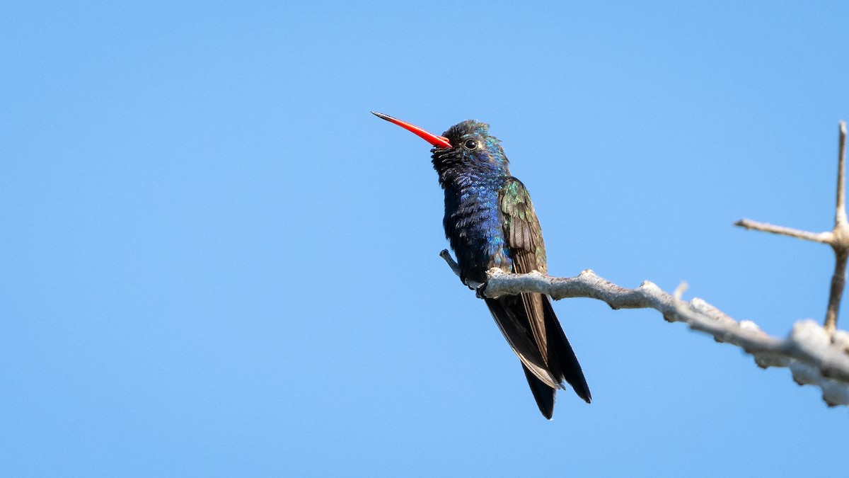 Colibrí Piquiancho de Guerrero - ML614179169