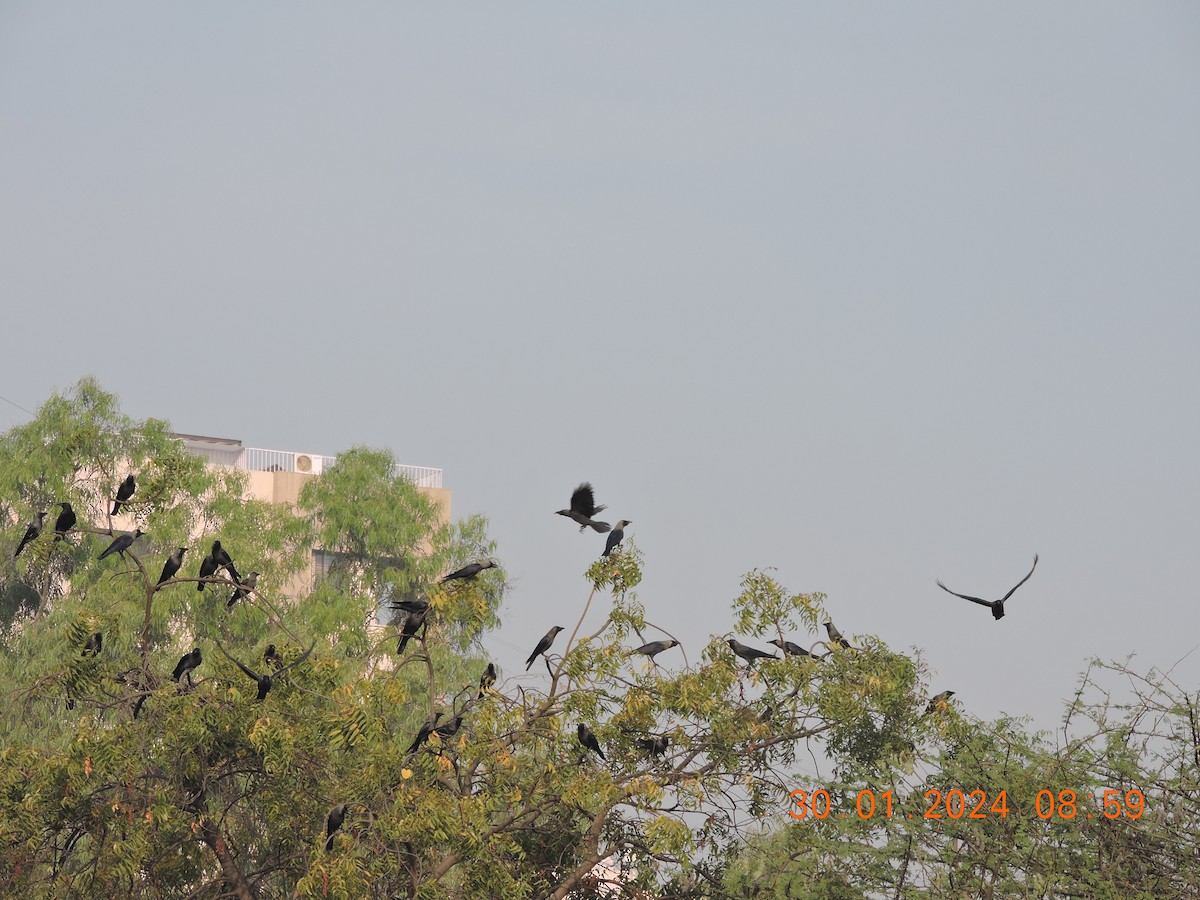Black Kite - Satish Tapaswi