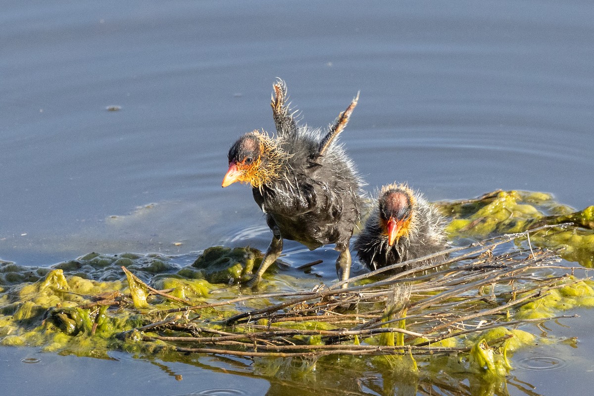 American Coot (Red-shielded) - Peter Bedrossian