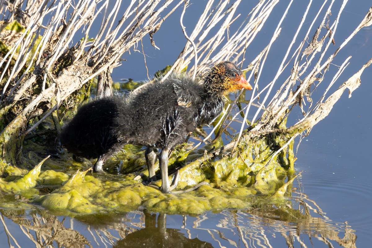 American Coot (Red-shielded) - Peter Bedrossian