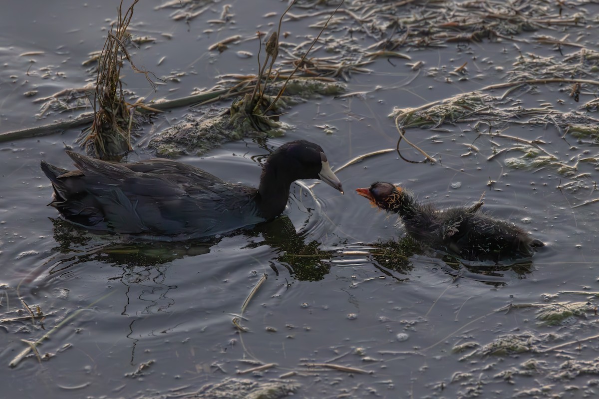 American Coot (Red-shielded) - Peter Bedrossian