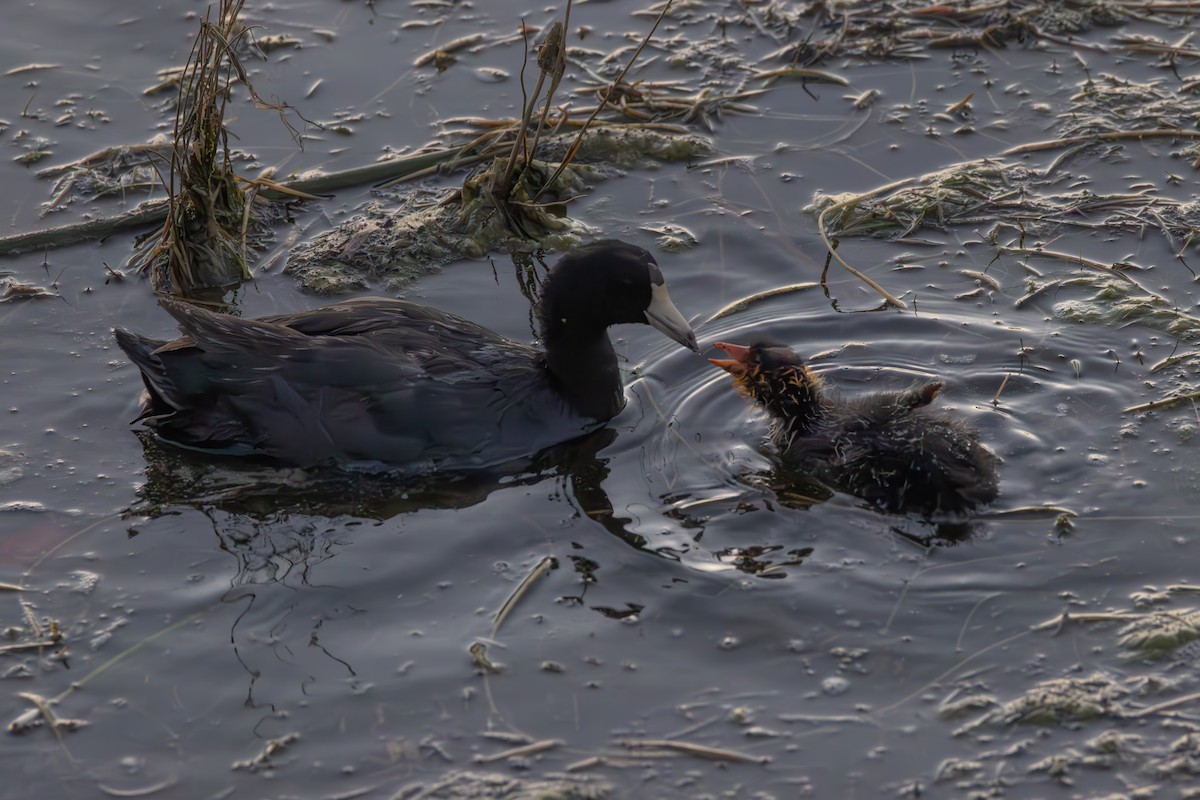 American Coot (Red-shielded) - Peter Bedrossian