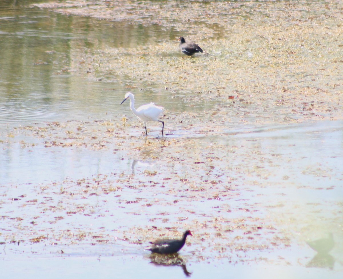 Common Gallinule - ML614179234