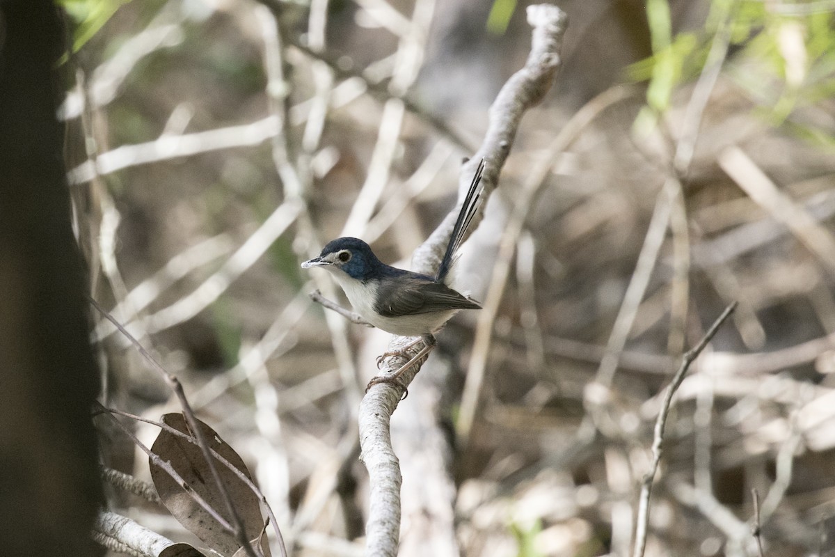 Lovely Fairywren - John Cantwell