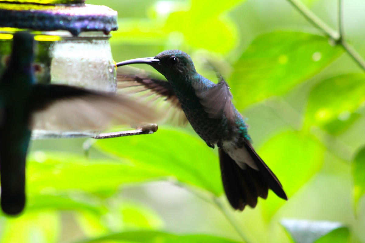 kolibřík tropický - ML614179277
