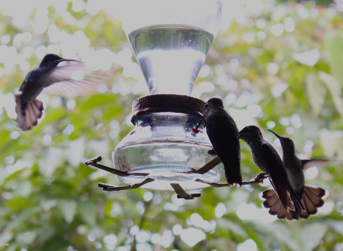 Black-throated Mango - A P L