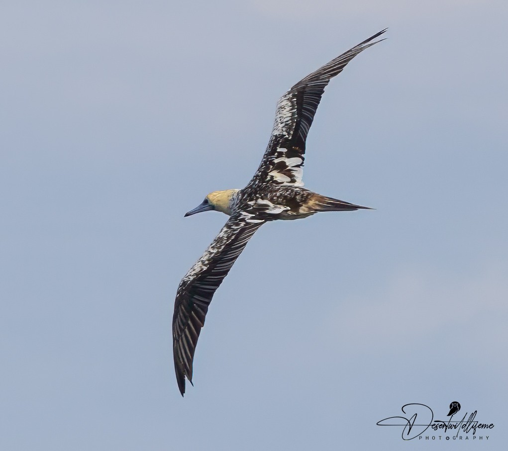 Red-footed Booby - ML614179373