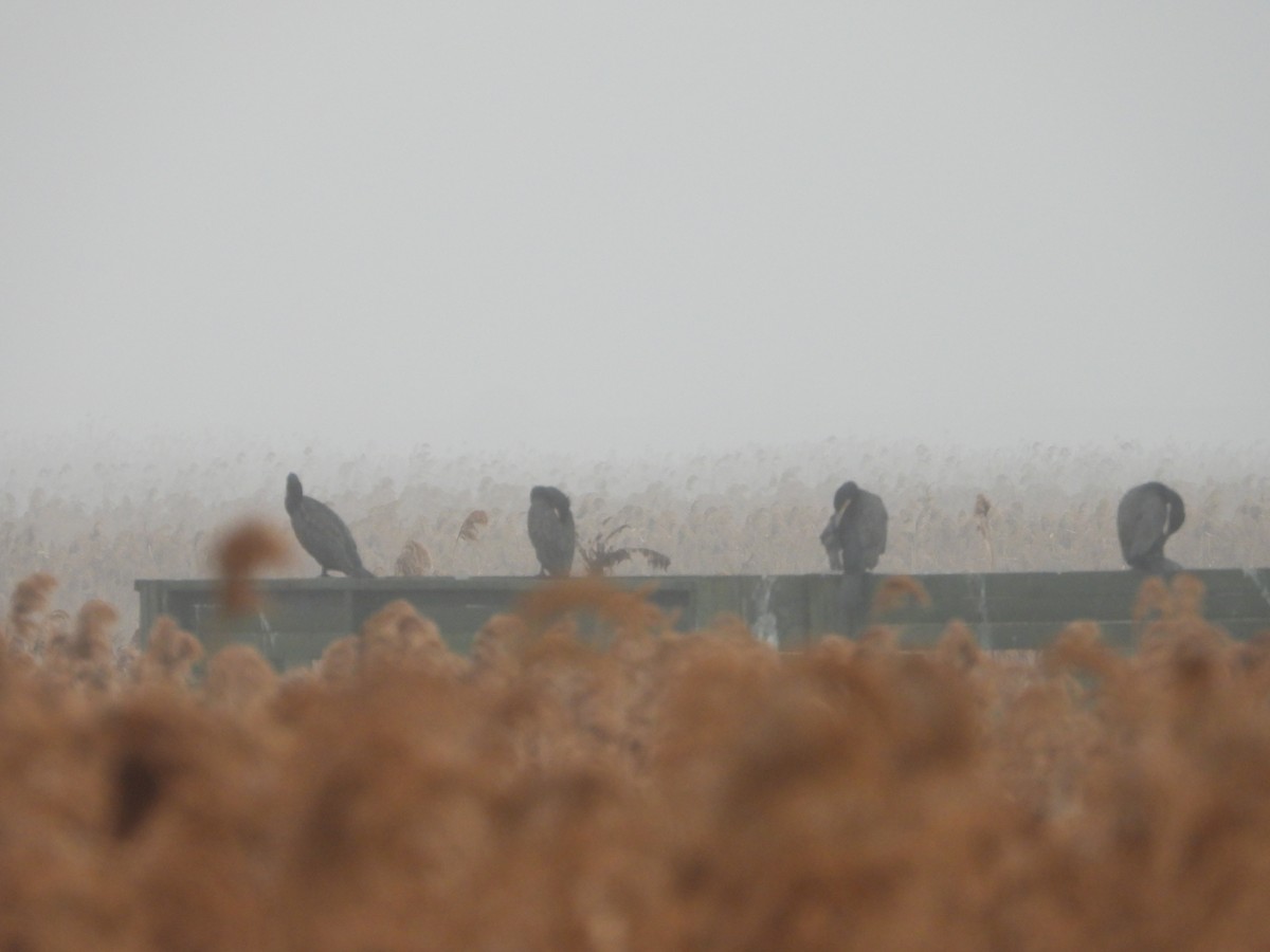 Great Cormorant - ML614179410