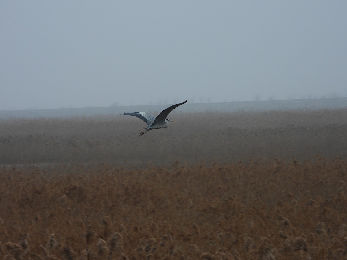 Gray Heron - ML614179416