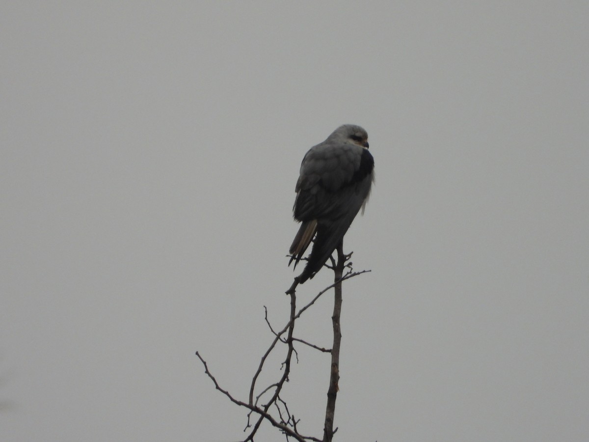 Black-winged Kite - ML614179417