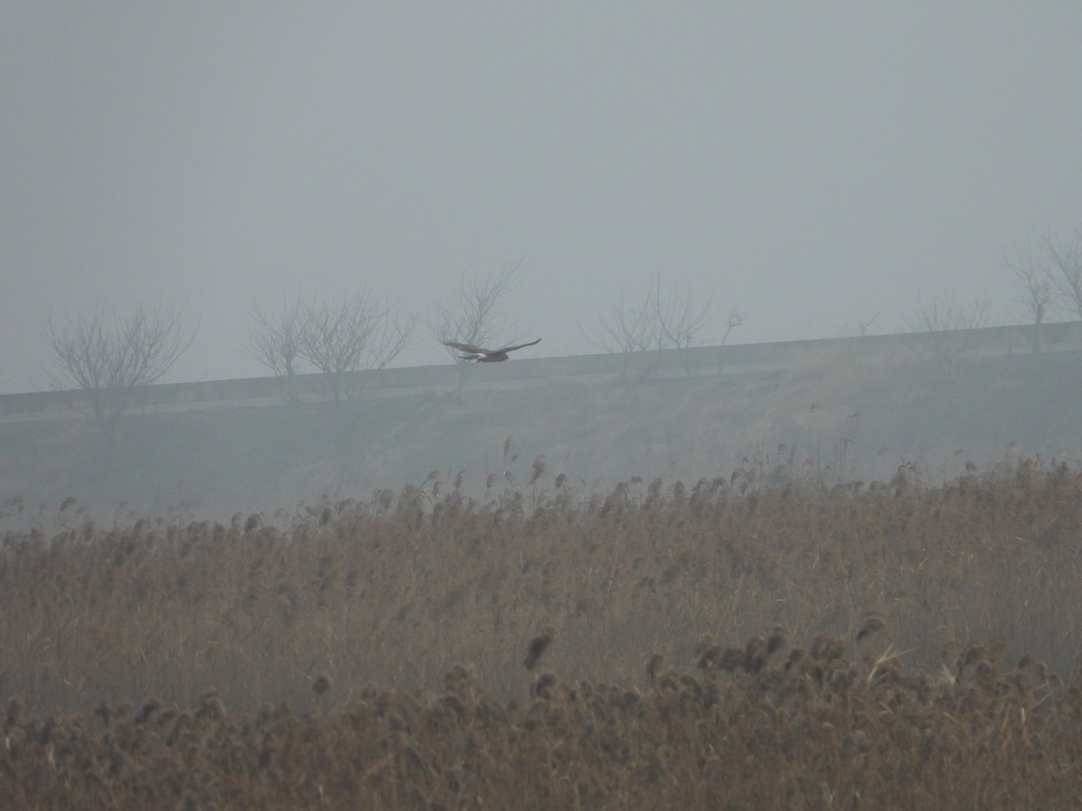 Hen Harrier - ML614179426