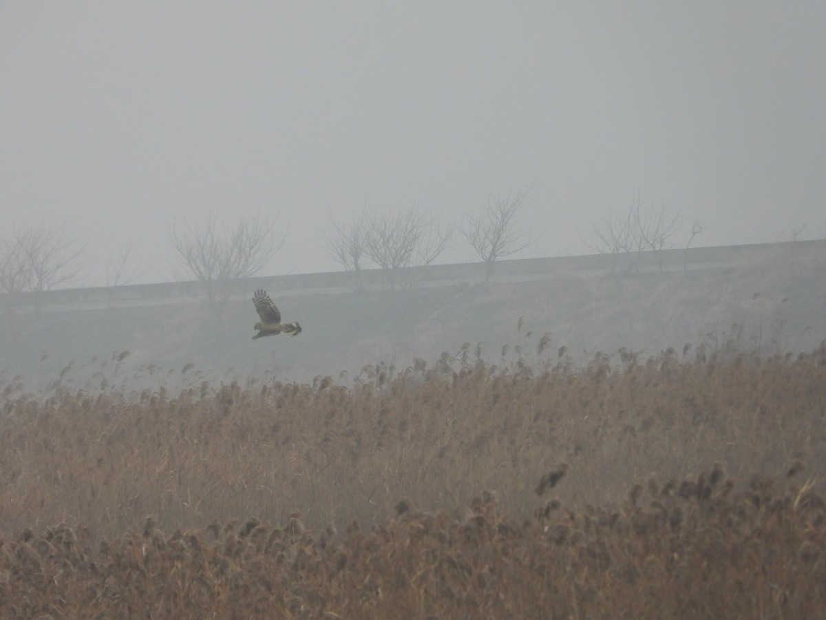 Hen Harrier - ML614179427