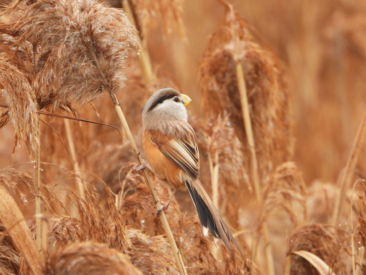 Reed Parrotbill - ML614179434
