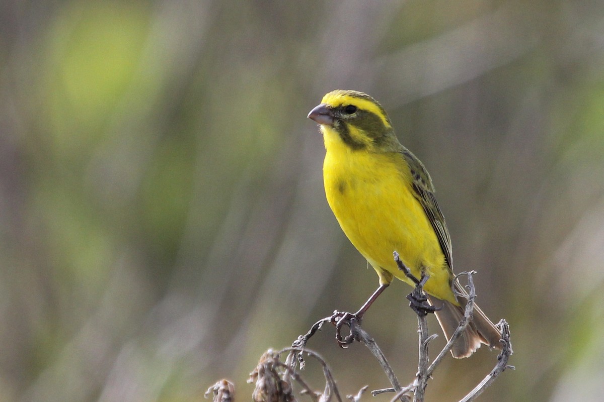 Yellow Canary - Ian Rijsdijk