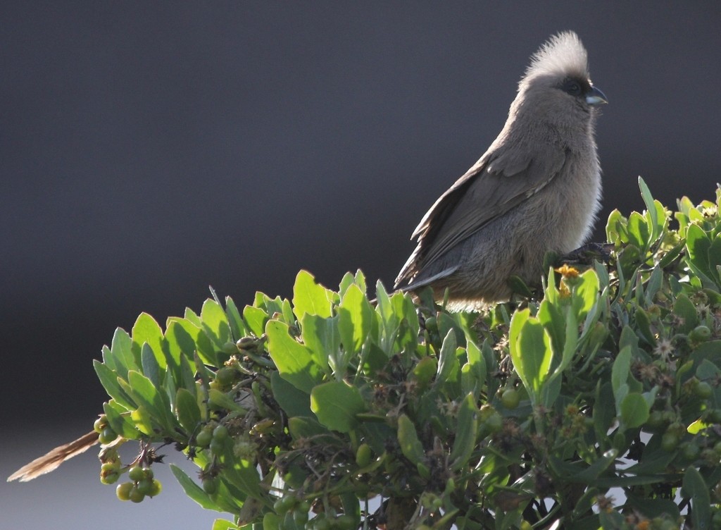 Speckled Mousebird - Ian Rijsdijk