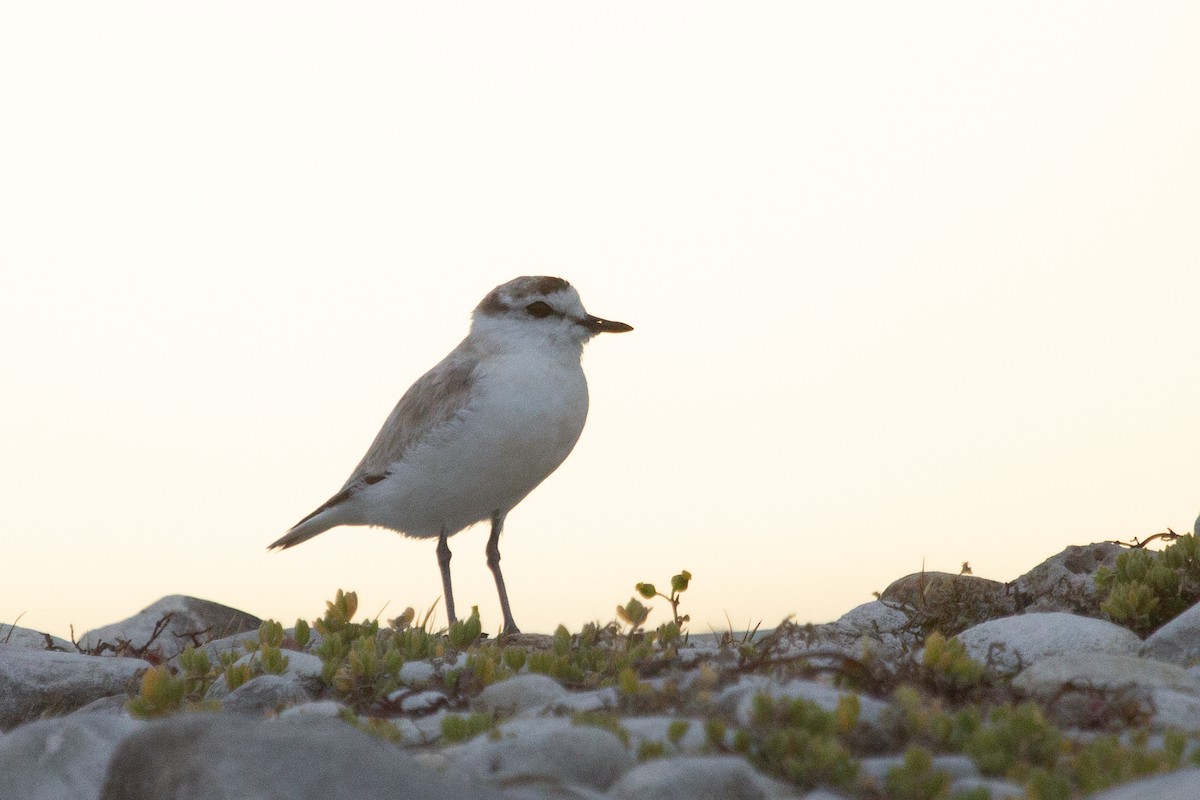 White-fronted Plover - Ian Rijsdijk