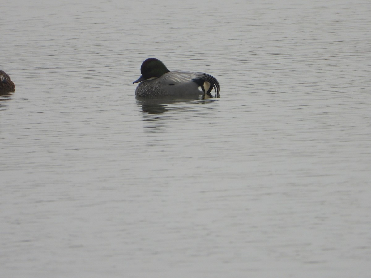 Falcated Duck - ML614179440