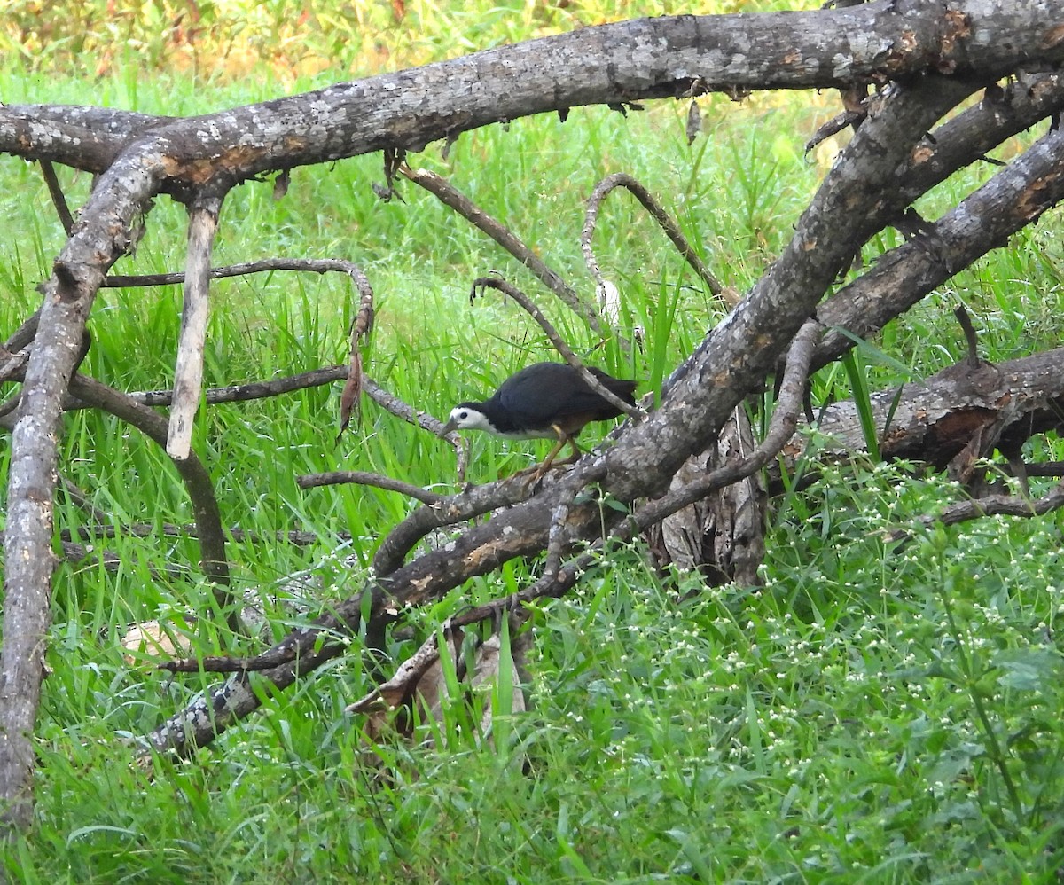 White-breasted Waterhen - ML614179441