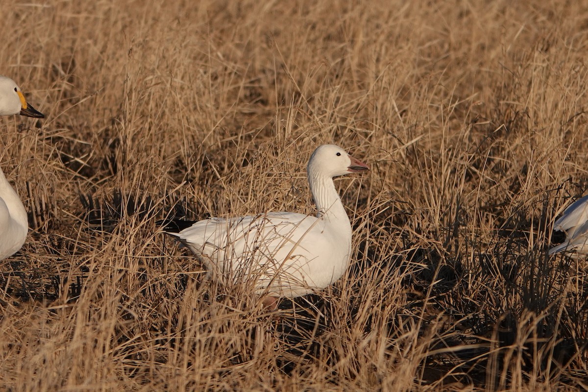 Snow Goose - Masayuki Shimada (Japan-Birding)