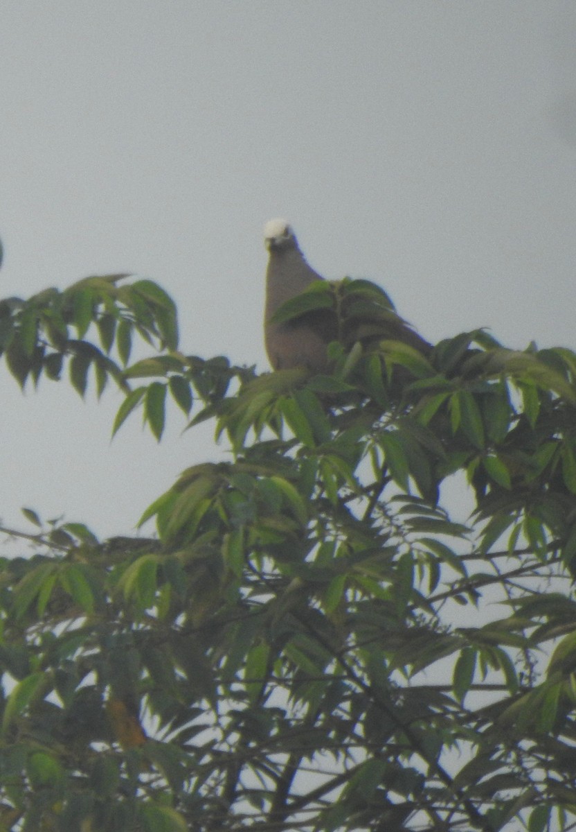 Pale-capped Pigeon - Praveen J