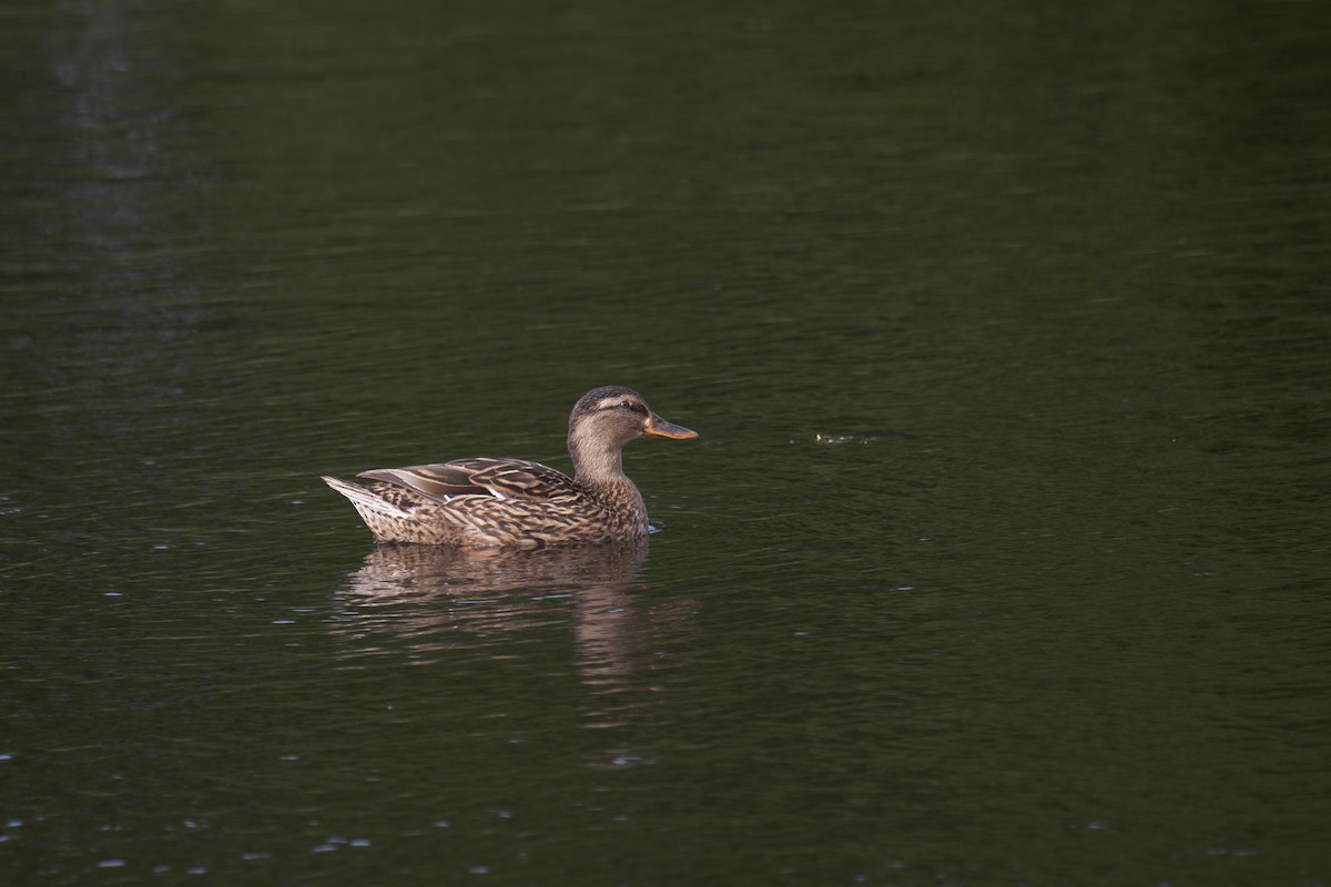 Mallard (Domestic type) - ML614179462
