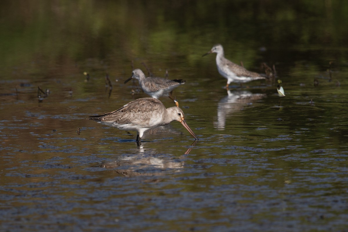 Hudsonian Godwit - ML614179476