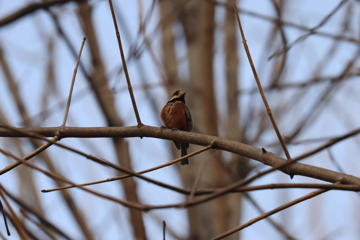 Varied Tit - ML614179493