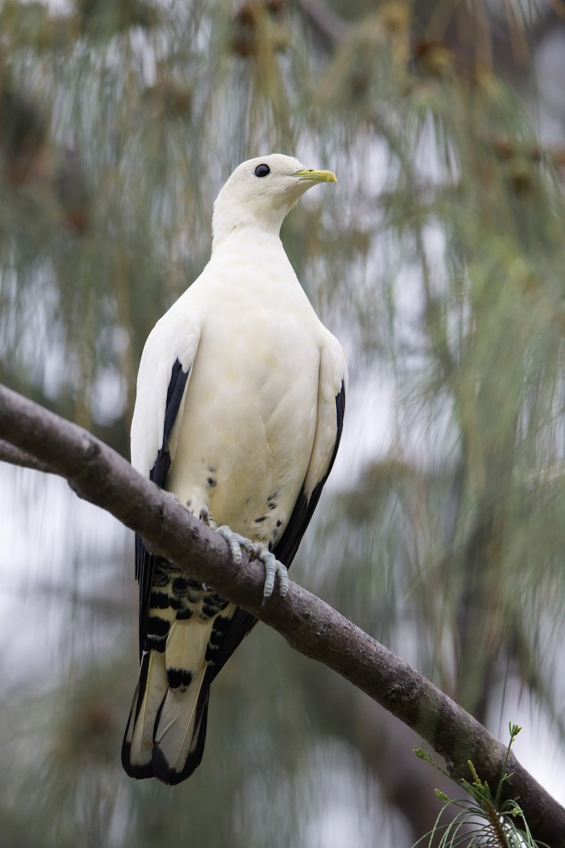 Torresian Imperial-Pigeon - ML614179503