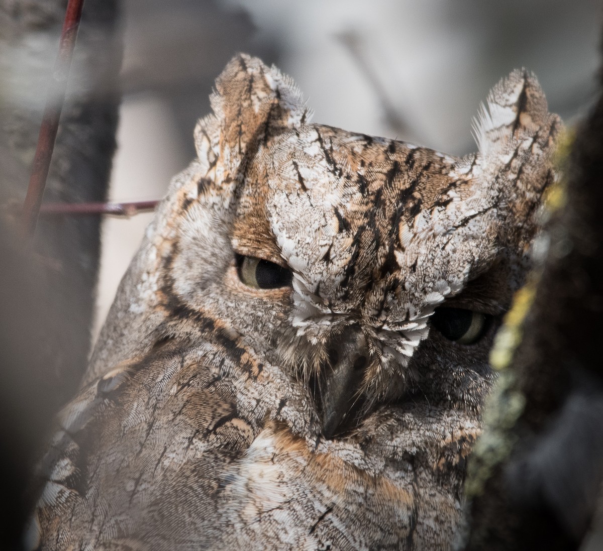 Eurasian Scops-Owl - ML614179507