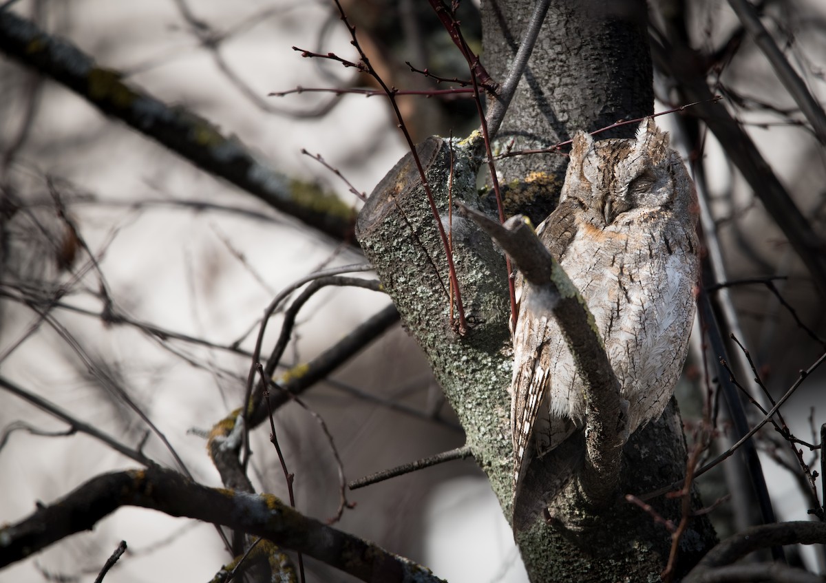 Eurasian Scops-Owl - ML614179508