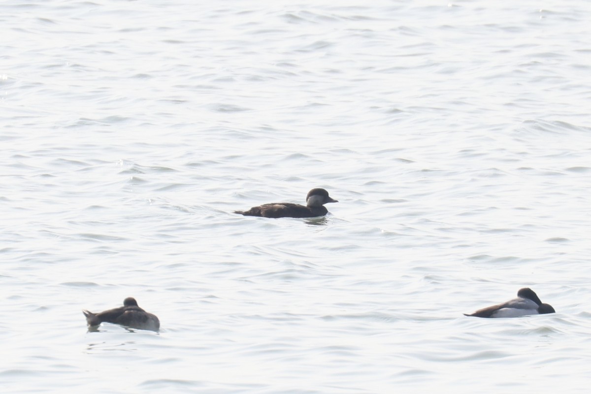 Black Scoter - Henry Zhang