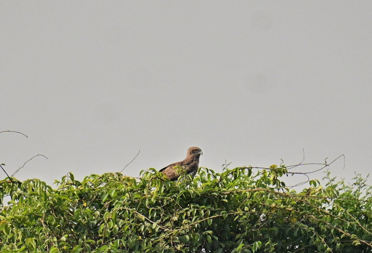 Short-toed Snake-Eagle - Shamik Sathe