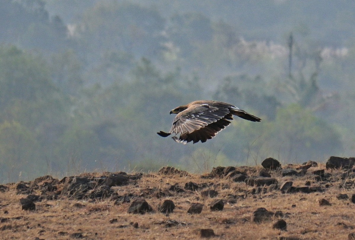 Steppe Eagle - ML614179548