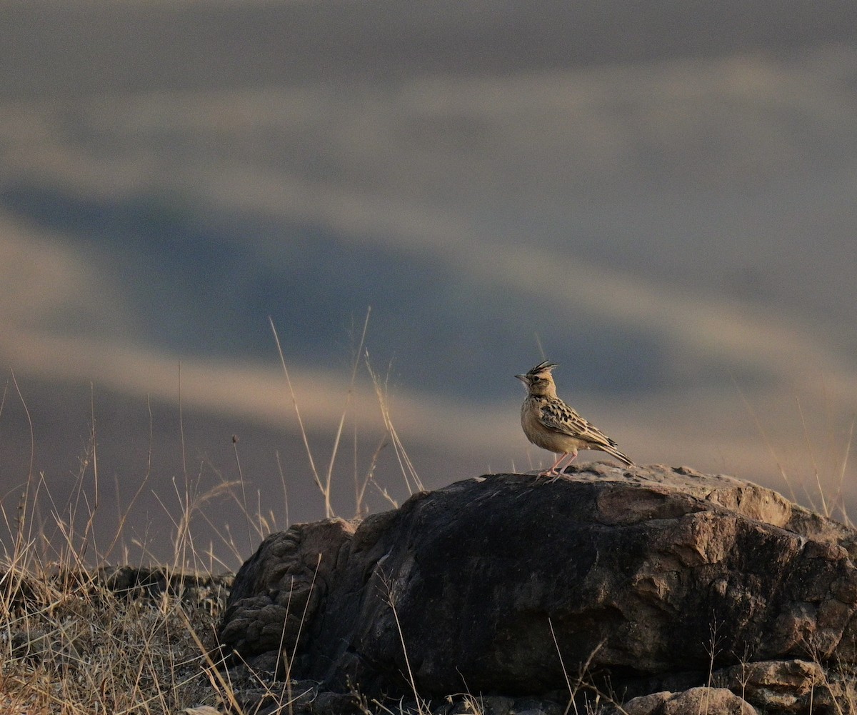 Tawny Lark - ML614179561