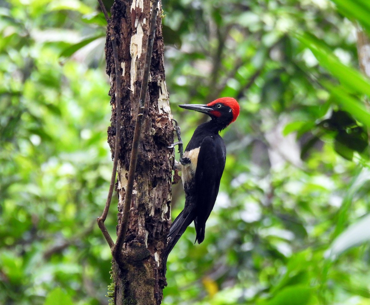 White-bellied Woodpecker - Nachiket Kelkar