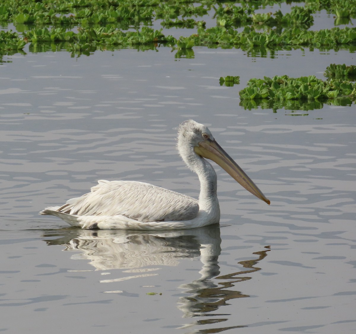 Dalmatian Pelican - ML614179643