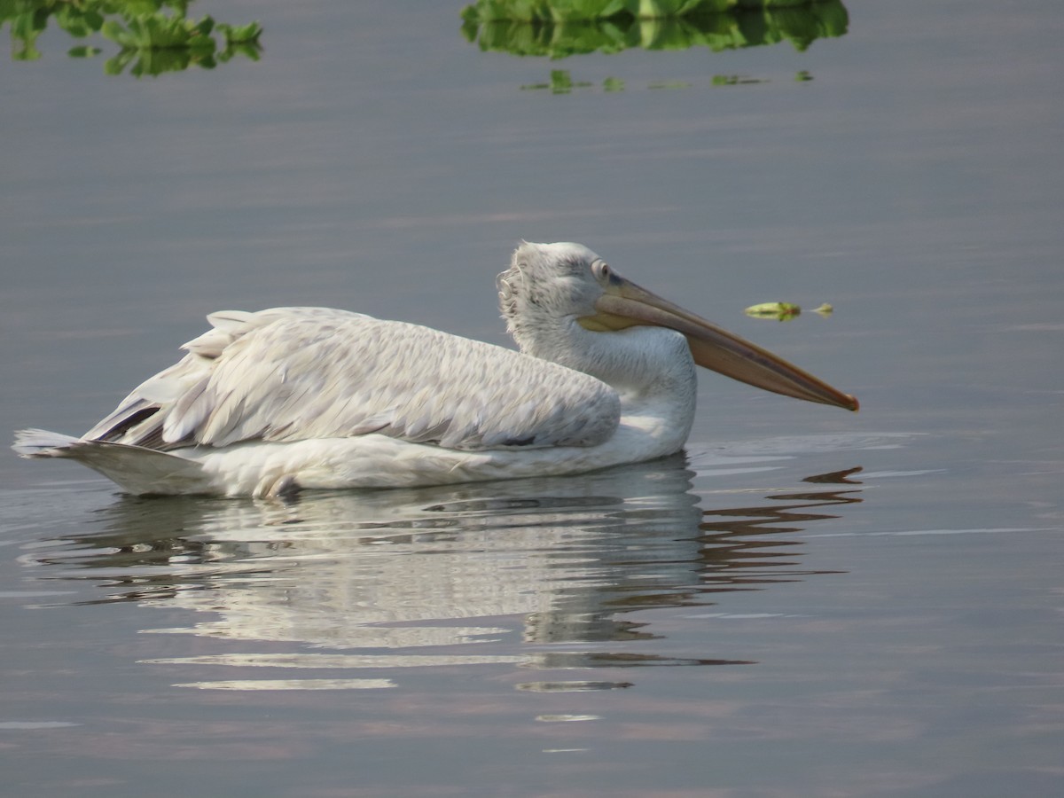 Dalmatian Pelican - ML614179647